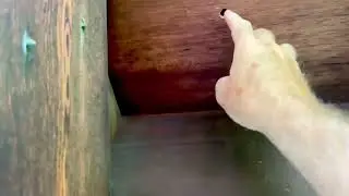 Carpenter Bee Removal: Norman Patterson Jr. - The YellowJacket Expert - Cromwell, CT - 6/7/24