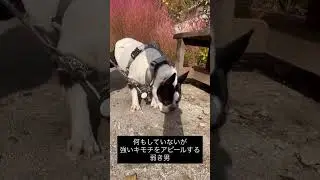 強いキモチをアピールする犬 #ボストンテリア