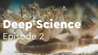 Deep Science - Creature Classification [Episode 2]