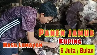 Panen Jamur Kuping Hasil Sangat Lumayan Gaes