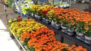 2023 Walmart Inventory Garden Center