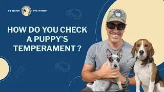 How Do You Check for a Puppy's Temperament? | The Beacon Dog Academy