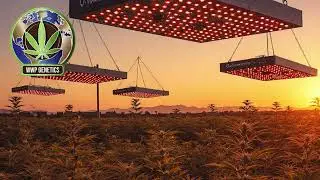 Top 10 Lighting Brands for Indoor Cannabis Cultivation in 2025 @wwplogistics542