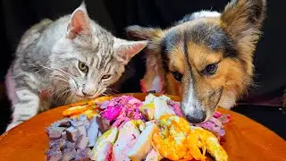 Dog and Cat ✨ ASMR Mukbang Eating Food