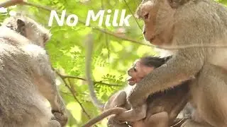 Jayden Cry & Million Crying To Mother No Milk Feeding | Diamond Drag Baby Warming | Monkey Sounds