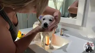 Golden Retriever Puppy Fitz's Bathing For The Very First Time