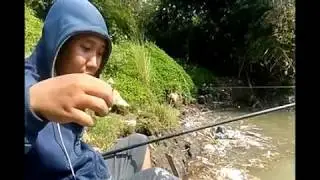 Mancing ikan sapu sapu ..apa bisa..tarikannya bikin lutut bergetar