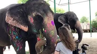 Elephant love