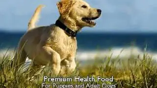 Lifes Abundance Premium Health Food for Puppies and Adult Dogs commercial [SaveYouTube.com].flv