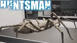 A facility full of TERRIFYING SPIDERS 🕷️... Huntsman - Full Game