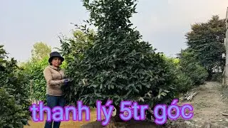 Thanh lý lô mai siêu rẻ ☎️Diễm 0835898900(15/1)@.com.vn