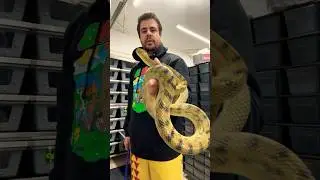 Almost got bit in the face by my 7ft long male Scrub python. 😳🐍💀