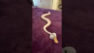 It&rsquo;s a Snuck