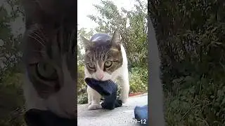 Cat Keeps Stealing From The Neighbors l The Dodo