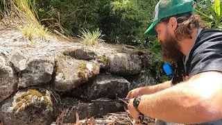 Highly Venomous snake in rock wall | Australia snake and reptile relocation Red Bellied Black