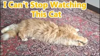 The Cutest Maine Coon Cat You&rsquo;ll See Today 😻