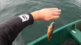 fishing santa cruz for ling cod and rock fish 5 30 2025
