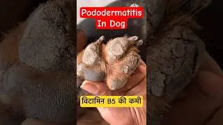 Pododermatitis in Dogs #dog #doglover #veterinary  Dr Suresh Jangir