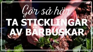 Ta sticklingar av b&auml;rbuskar