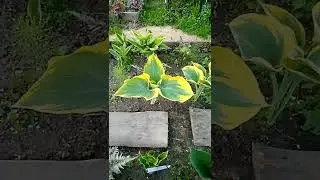 Хоста Либерти