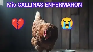 🛑PELONCHAS Y TOMASITA ENFERMARON 😫 espero que sobrevivan 💔