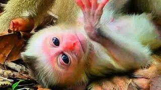 mom monkey so cute lovely baby monkey #babyprimate 