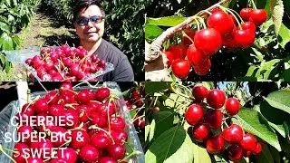 #3 EPISODE = CHERRY & STRAWBERRY IN BACCHUS MARSH MELBOURNE  ( PICKING FRUITS IS ENJOYABLE MOMENT )