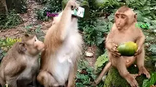 Monkey love milk more than mango & little monkey Brady love it