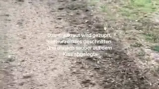 Wildkrautegge der Firma VOSS   Ger&auml;tebau