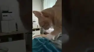 [CATSMR] Cat gives massage **purring loudly**