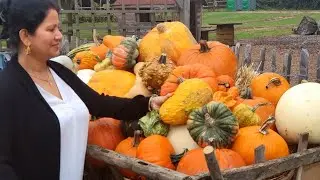 #crockfordbridgefarm Crockford Bridge farm visit II pumpkin shopping for Halloween