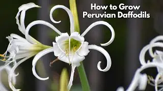 How to Grow Peruvian Daffodils