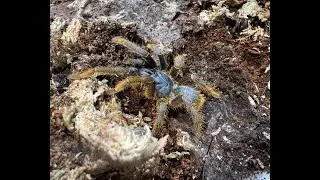 Ornithoctonae sp  Vietnam Silver  rehouse and care