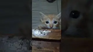 kairoo ❤️ #catnippets #cutekittenvideos #orangecatbehavior