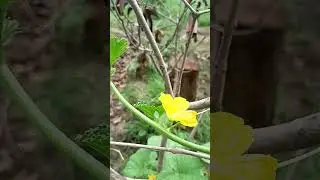 #illusions #nature #naturelovers #shortsvideo #shortsfeed #shortsviral #shorts
