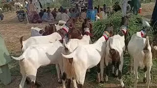 Tando Adam mandi today