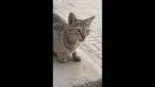 Feeding stray cats compilation videos #straycat #kitten #streetcats 