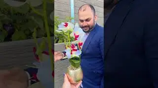 Ik deewana tha #shorts #video #ytshorts