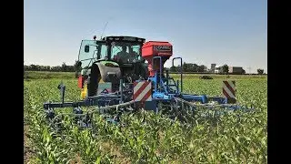 onderzaai ma&iuml;s vanggewas | Maisuntersaat Carr&eacute; ECONET