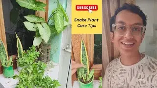 How to Grow & Care for Snake Plant (Sansevieria) | Easy Indoor Plant Care Guide 🌿🪴