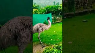 😍❤️💕Ostrich family 😍❤️ #birds #wildlife #animallovers #ostrich #jungleworld #hunting #animalsounds