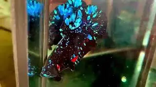 Star dust nebula avatar HMPK betta breeding pair available on pre order basis 🐾||&bull;FLUFF_AND_FINS&bull;||🐾