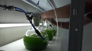 Protalgas, l&rsquo;empresa pionera de cultiu de microalgues ubicada a Amposta