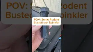 How to Fix a Broken Sprinkler Head #repair #letsfixit #diy