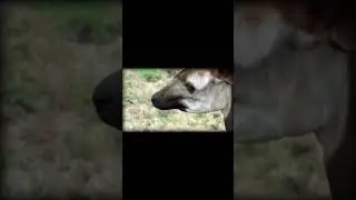 un animal interesante entre el parecido de una cebra y jirafa este animal se llama okapi #shorts