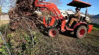 Using Fall Leaves to Insulate Fig Trees for Winter | Simple DIY Plant Protection