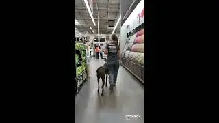 Doberman Trainers Phoenix I Dog Training Doberman I Arizona Dog Training I All-American K-9