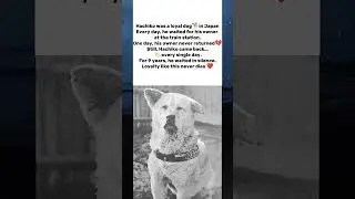 The most loyal dog in history 🐾Some bonds last longer than life itself.#DogLover #TrueStory#Shorts