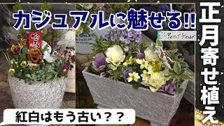 【紅白はもう古い？】カジュアル正月寄せ植えの紹介#葉牡丹