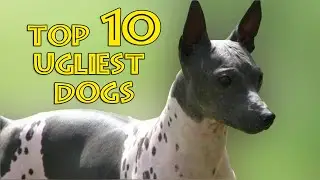 TOP TEN UGLIEST DOGS - All About Dogs